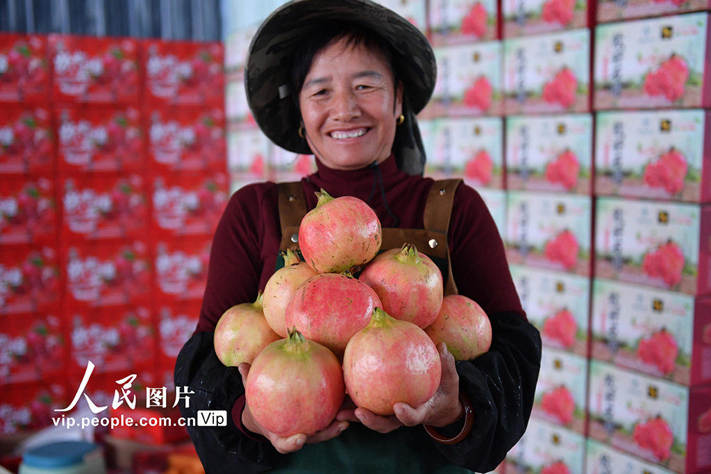 云南硯山:采摘石榴【4】