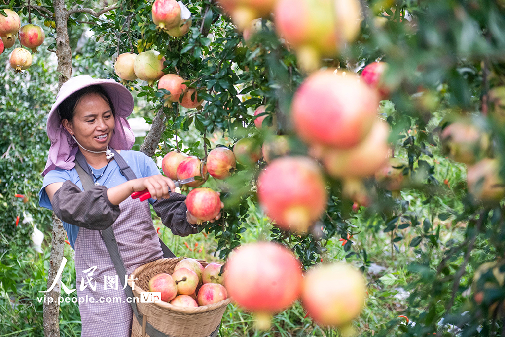 云南硯山:采摘石榴【5】