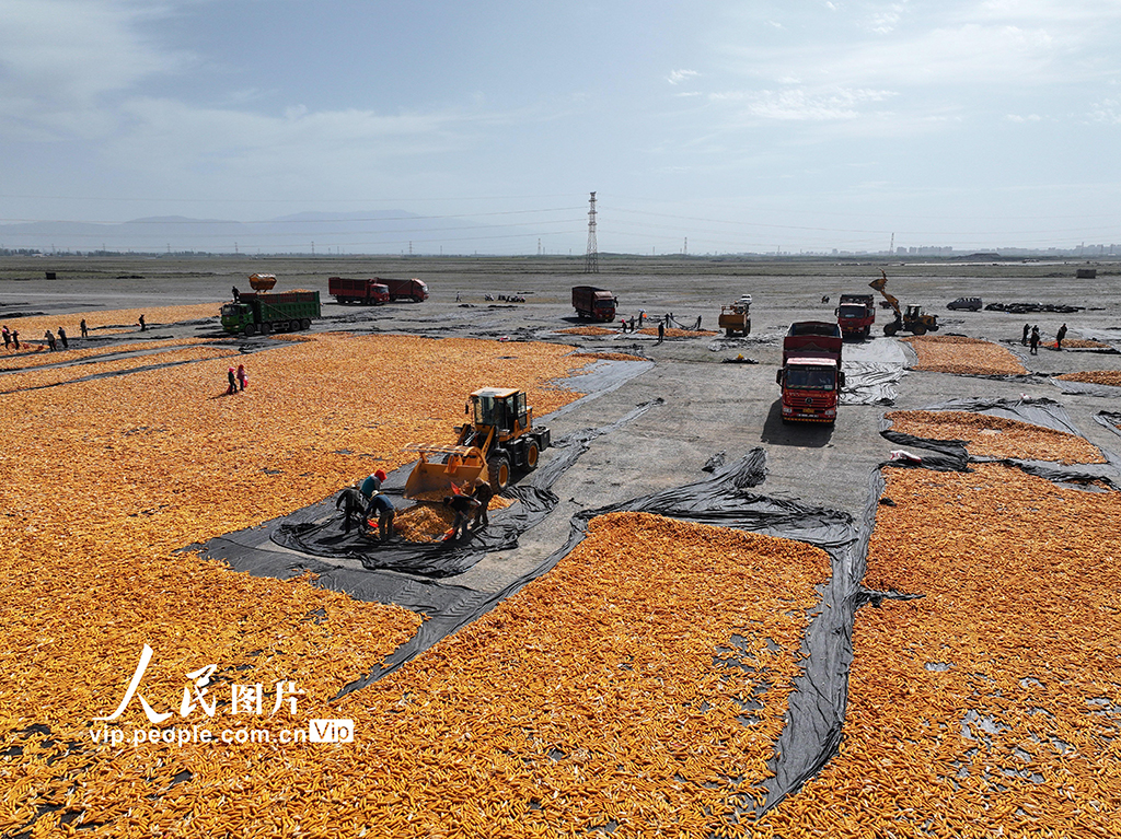 甘肅張掖:玉米種子喜豐收【2】