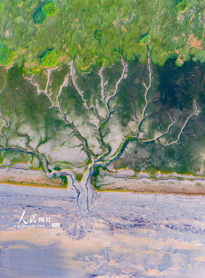 錢塘江現“潮汐樹”景觀【7】