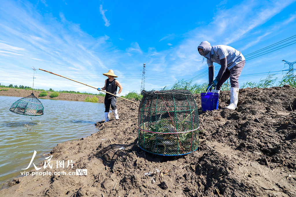河北唐山:青蟹迎豐收【2】