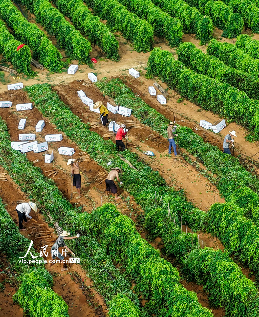 采挖淮山藥【5】