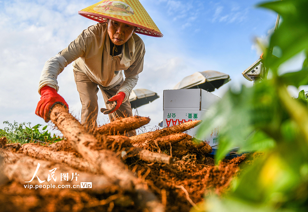 采挖淮山藥【3】