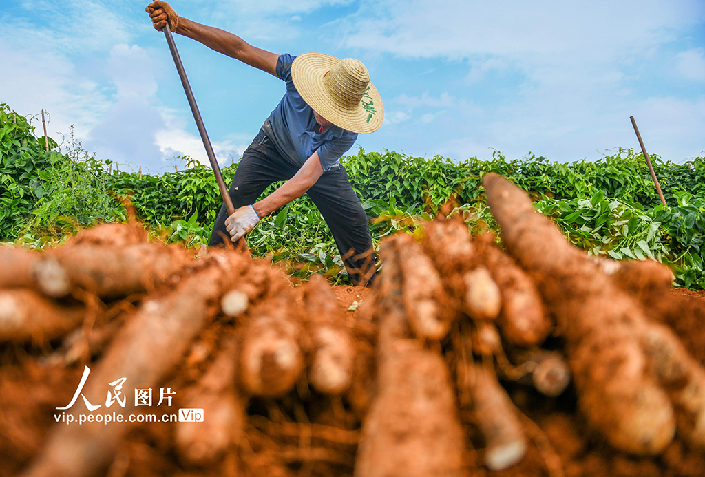 采挖淮山藥【2】