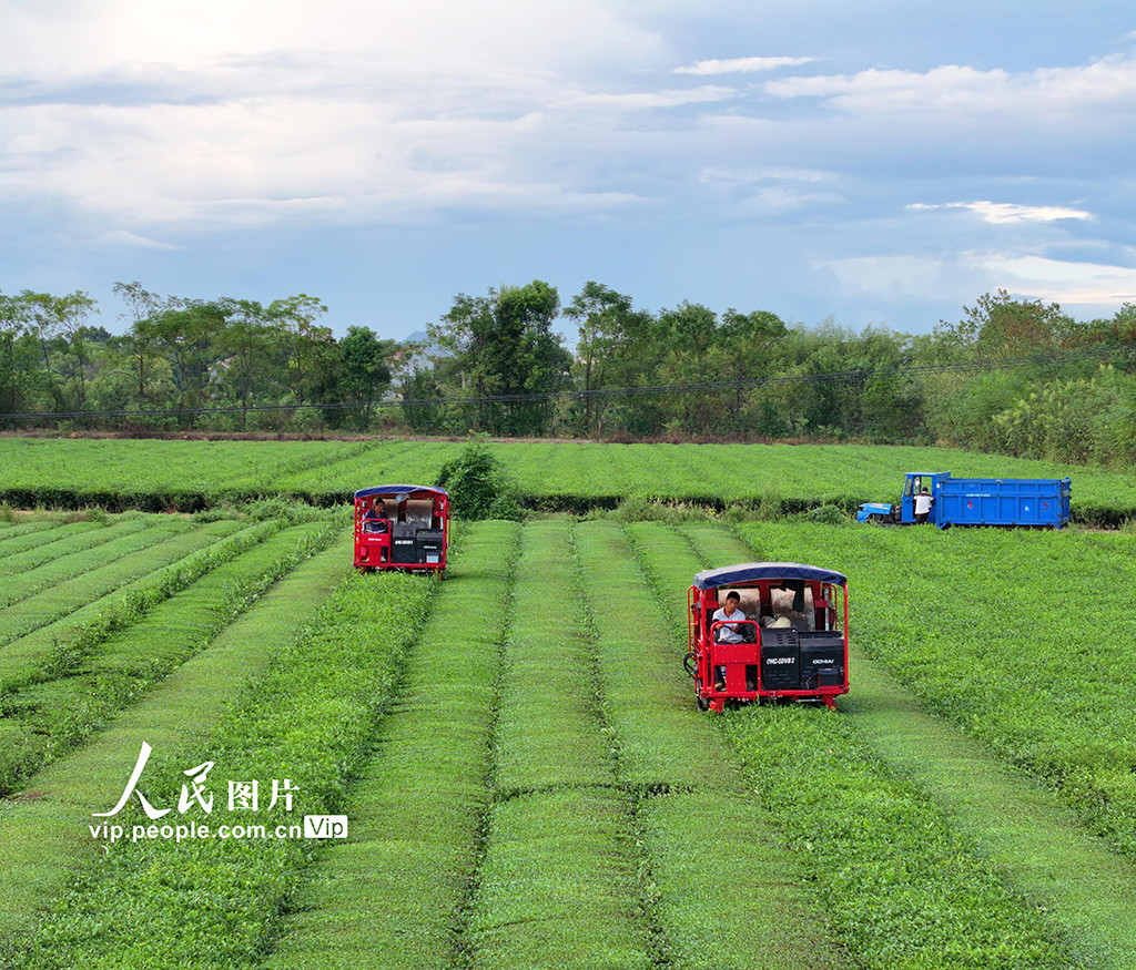 江西泰和:智能機器采收秋茶【3】