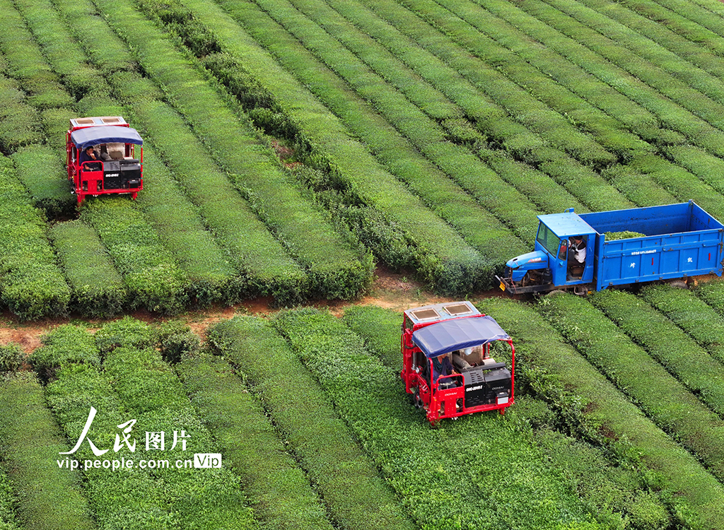 江西泰和:智能機器采收秋茶【2】