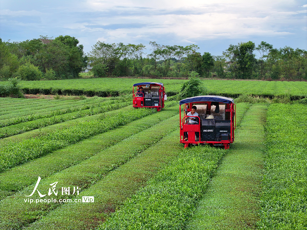 江西泰和:智能機器采收秋茶【4】