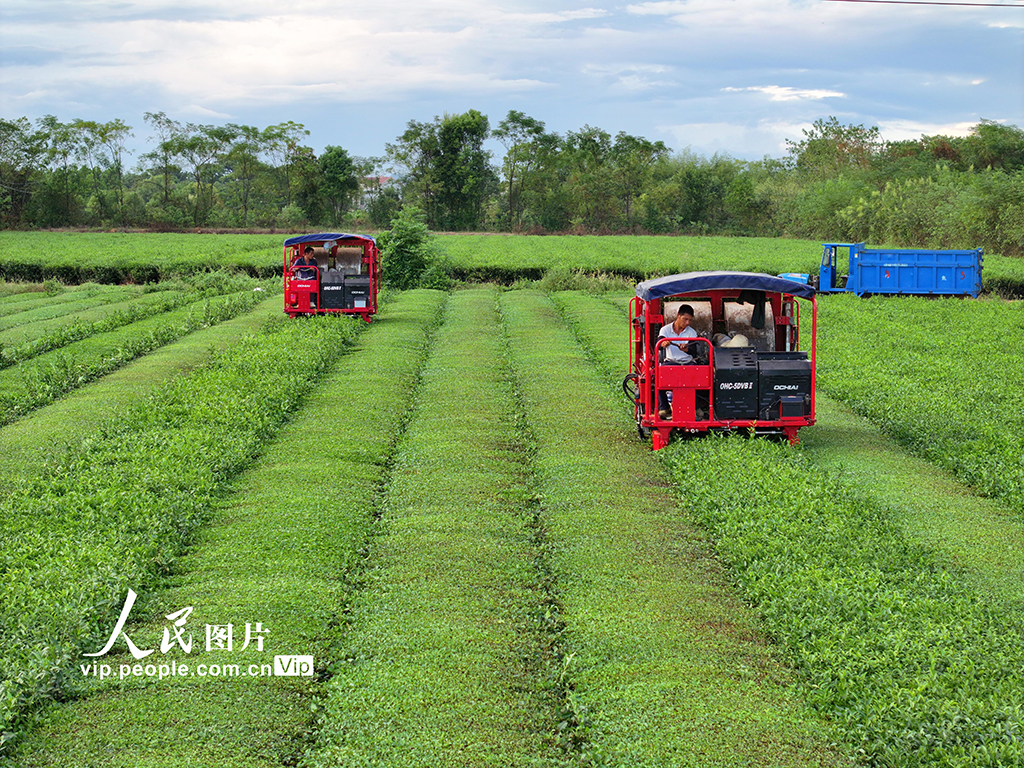 江西泰和:智能機器采收秋茶【5】