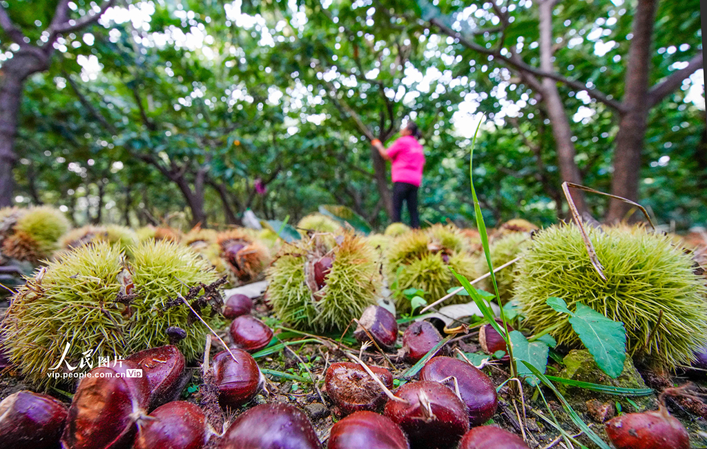 河北遵化:早茬板栗收獲忙【2】
