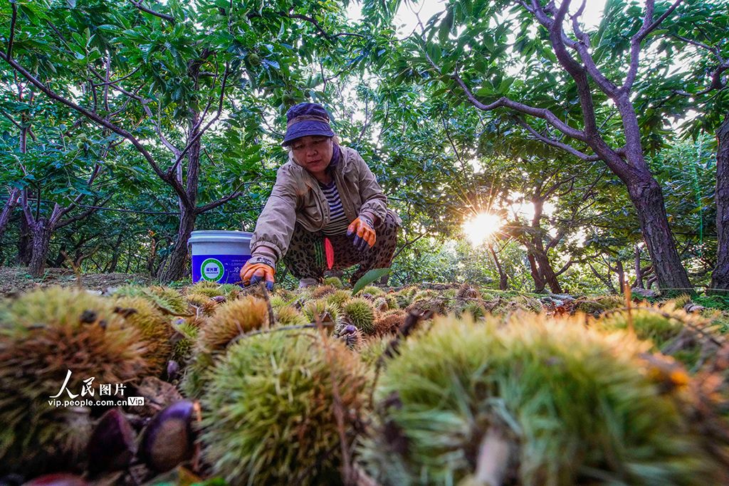 河北遵化:早茬板栗收獲忙【3】
