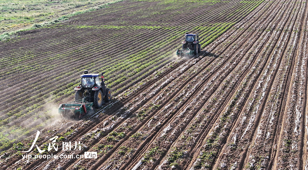 甘肅民樂:馬鈴薯收獲忙【4】