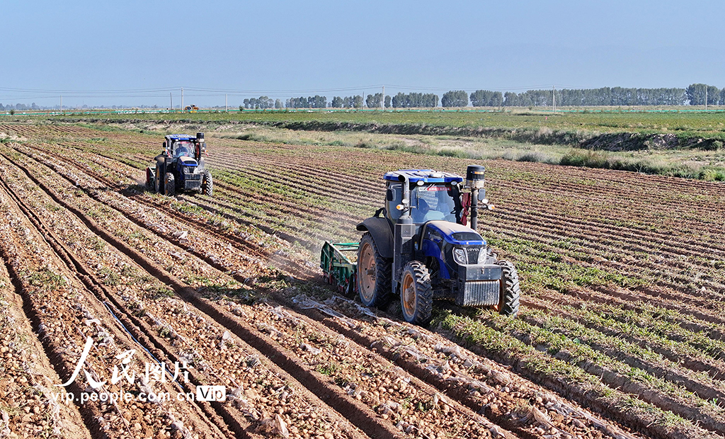 甘肅民樂:馬鈴薯收獲忙【3】
