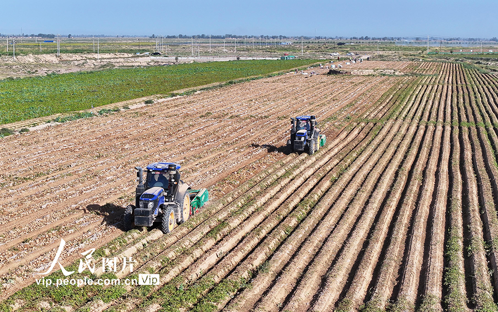 甘肅民樂：馬鈴薯收獲忙
