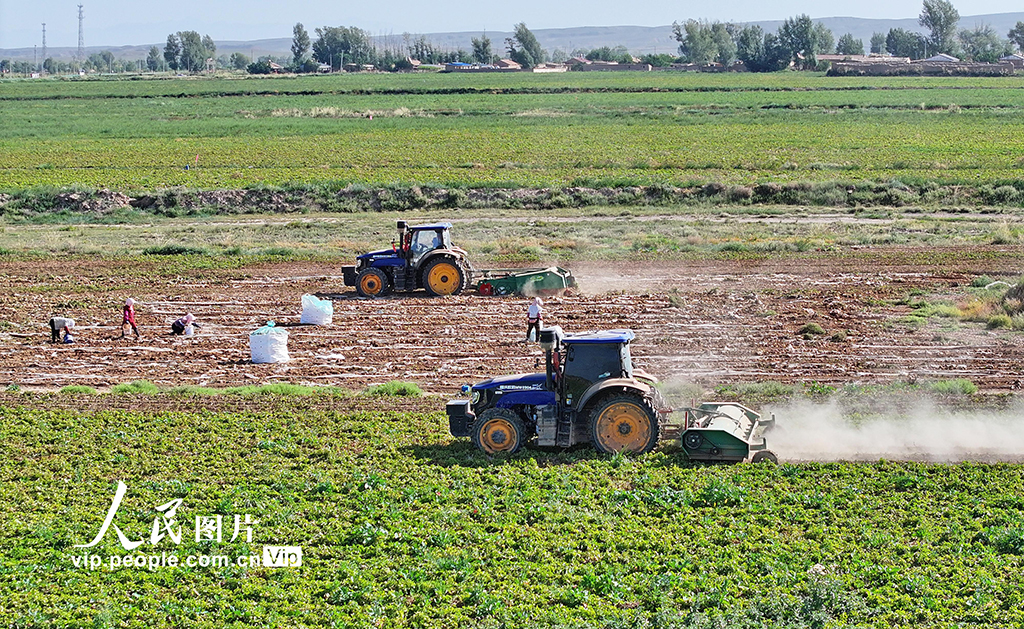 甘肅民樂:馬鈴薯收獲忙【2】