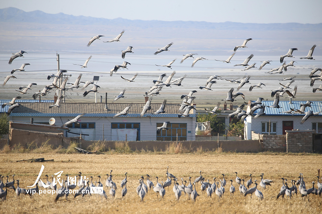 新疆哈密：鶴舞草原【4】