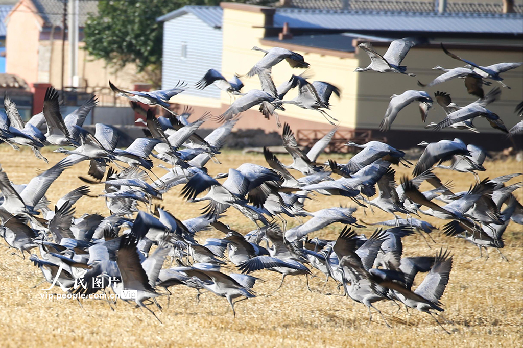 新疆哈密：鶴舞草原【5】