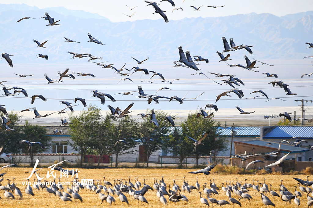 新疆哈密：鶴舞草原【6】
