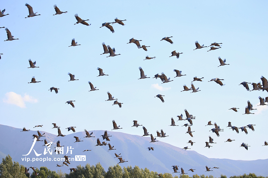 新疆哈密：鶴舞草原【7】