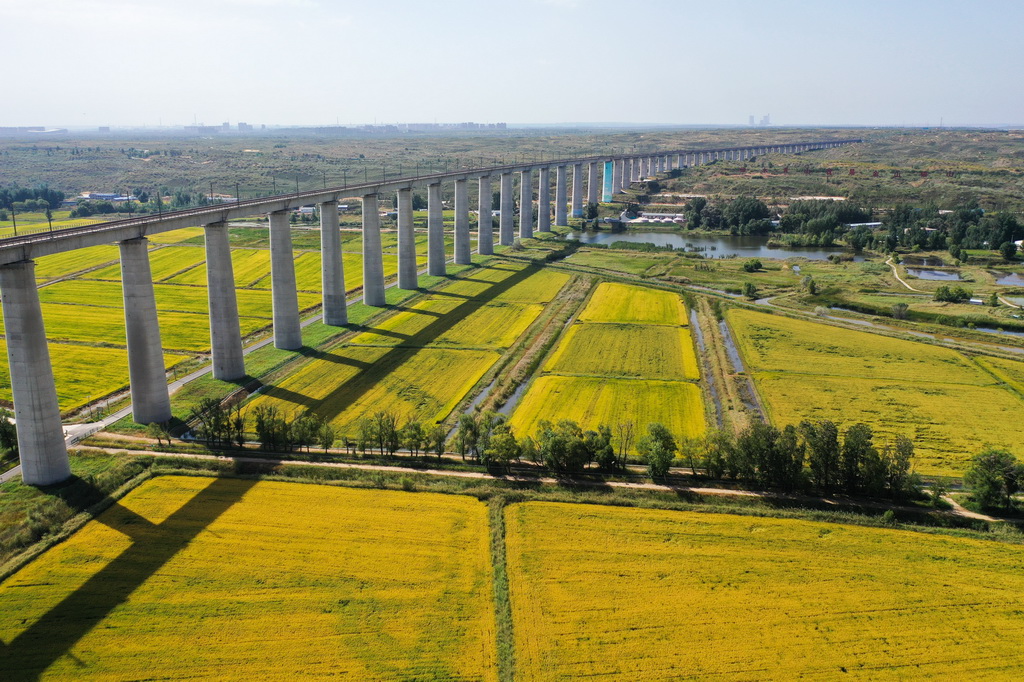 這是9月9日拍攝的準格爾旗大路鎮小灘子村黃河稻漁生態觀光園內的稻田（無人機照片）。