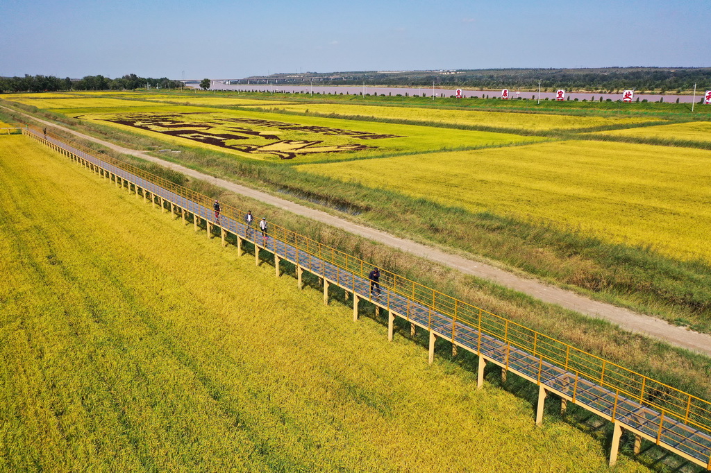 9月9日，游客在準格爾旗大路鎮小灘子村黃河稻漁生態觀光園游玩（無人機照片）。