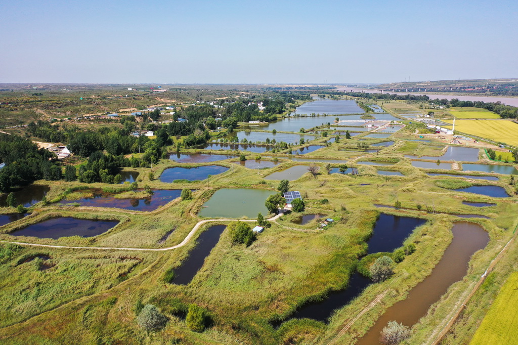 這是9月9日拍攝的準格爾旗大路鎮小灘子村黃河稻漁生態觀光園內的魚塘（無人機照片）。