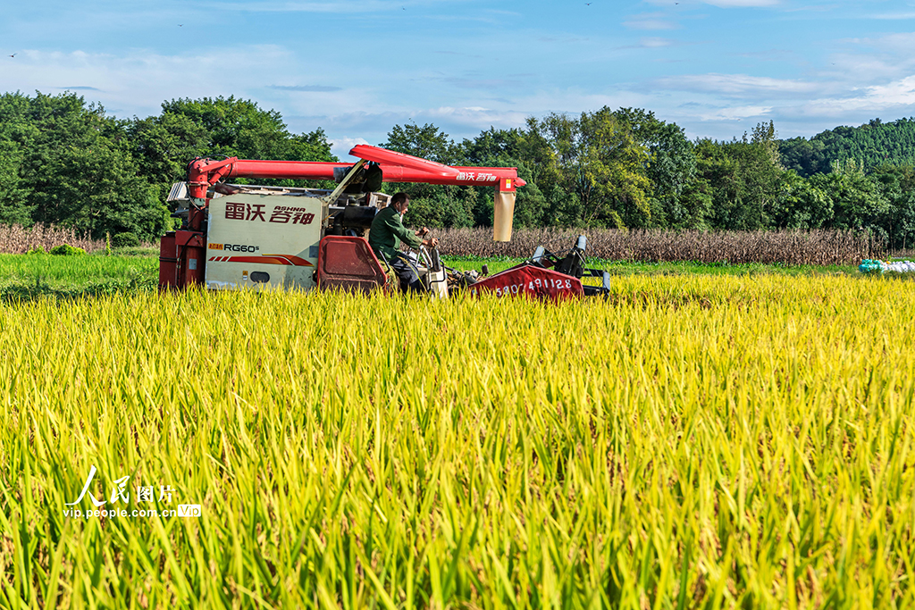 湖南東安：收割中稻