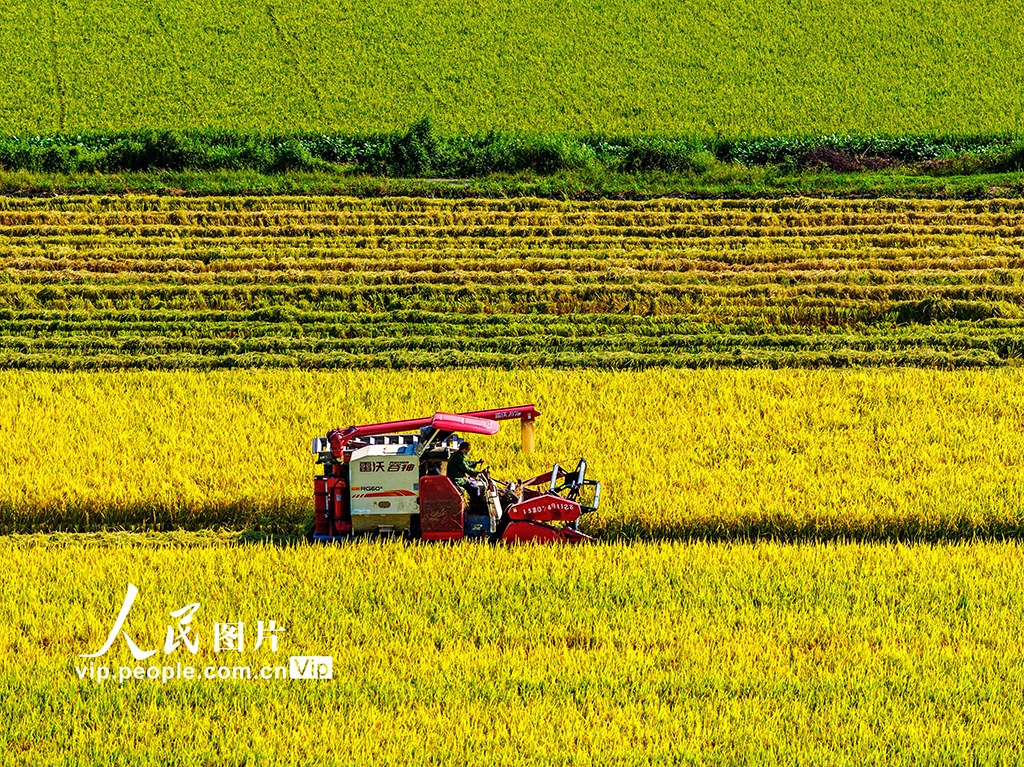 湖南東安：收割中稻【2】