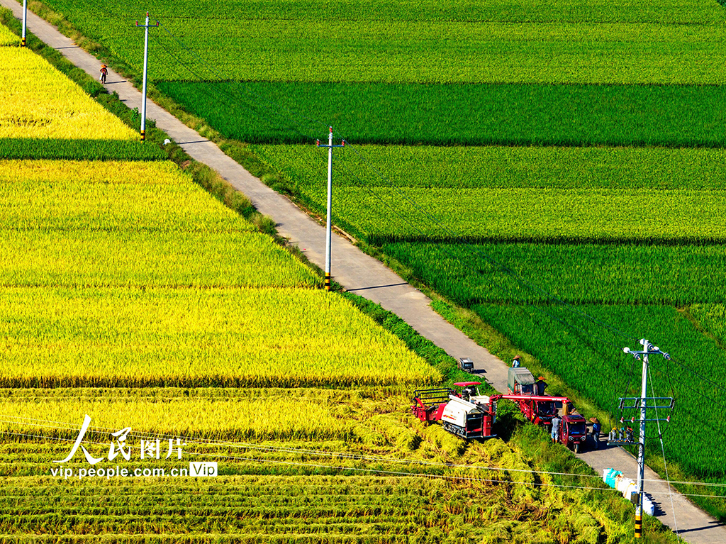湖南東安：收割中稻【3】