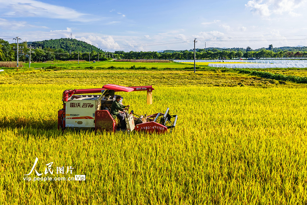 湖南東安：收割中稻【4】