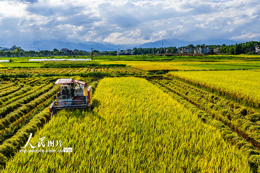 湖南東安：收割中稻【5】