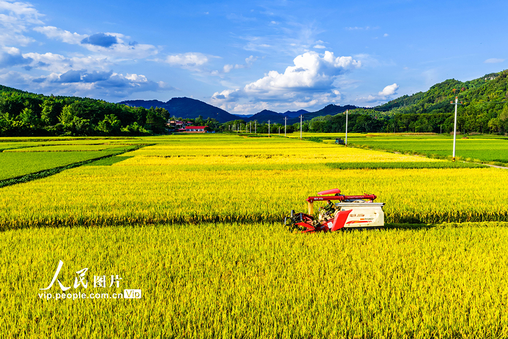 湖南東安：收割中稻【6】