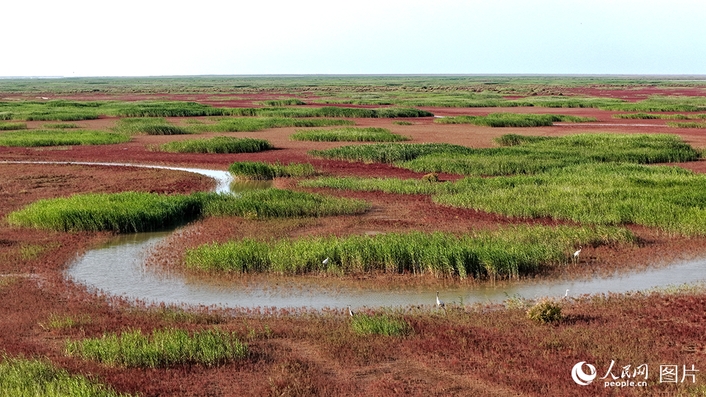 9月7日，山東東營黃河入?？谔?，持續的生態修復讓昔日的鹽堿灘涂煥發新生，成為東方白鸛等珍稀鳥類的“國際機場”，展現了黃河流域生態保護的卓越成就。人民網記者 劉祺攝
