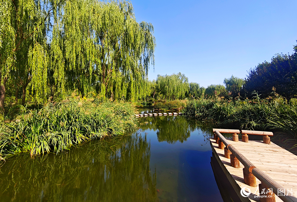 9月8日，寧夏吳忠市利通區古城灣人工濕地，風景宜人。作為吳忠市第一污水處理廠的配套設施，古城灣人工濕地模擬自然濕地的污染物去除模式，對污水處理廠達到一級A排放標準的尾水進行進一步強化處理，使其最終達到地表水Ⅳ類水質。古城灣人工濕地自2020年6月投入運營以來，每天能處理6萬立方米的污水，年削減污染物達到520萬噸。此外，吳忠市還進一步利用這片濕地建設了再生水循環利用工程，將凈化后的水引入黃河及市區其他湖泊河流，有效提高了水資源利用率，緩解了河湖生態補水對黃河的依賴。人民網記者 閻夢婕攝