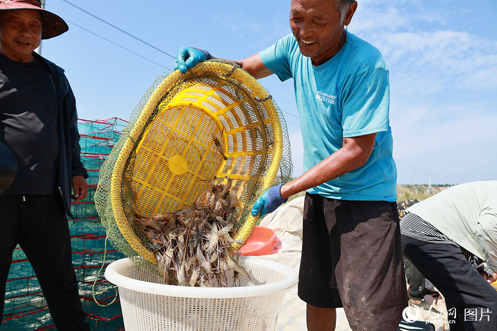 秋風起，魚蝦肥。8月以來，陜西渭南市大荔縣黃河西岸生態養殖園區的魚類、蝦類等特色水產紛紛成熟，搶“鮮”上市，也為漁民們帶來了豐收的喜悅。大荔縣坐落于黃河“幾字彎”東側底部，近年來，當地通過實施水質改良、設施提升以及尾水無害化處理等舉措，一片片曾經的鹽池洼養起了各種淡水魚、黃河大閘蟹、羅氏沼蝦等水產品。目前，大荔縣水產養殖面積3.7萬畝，水產品總產量達2.96萬噸，漁業總產值達5.37億元。人民網記者 李志強攝