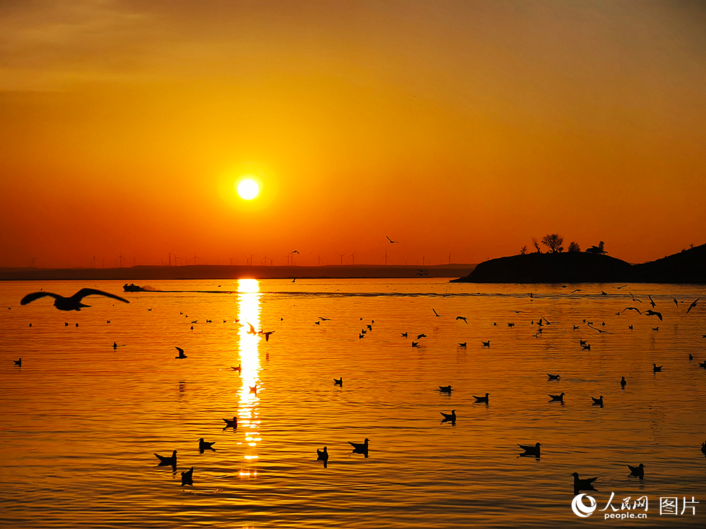 黃河進入內蒙古的第一站——烏海，城市枕水而興，黃河穿城而過。境內的烏海湖是國家西部大開發重點項目黃河海勃灣水利樞紐工程建成后自然形成的庫區。2013年底，黃河海勃灣水利樞紐落閘蓄水，往日蜿蜒北去的黃河在這里聚積形成一片蔚藍的“?！?。作為候鳥遷徙路線上的重要驛站，每年春秋兩季都會迎來成千上萬只紅嘴鷗，118平方公里的烏海湖與烏蘭布和沙漠相依相偎，雕琢出“半城沙漠半城湖”的景觀，讓人流連忘返。人民網記者 苗陽攝