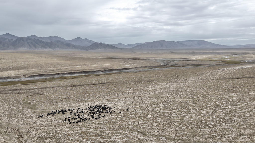 9月9日，在青海省海西蒙古族藏族自治州都蘭縣，牧民趕著牛羊從秋季草場出發，前往冬季草場（無人機照片）。