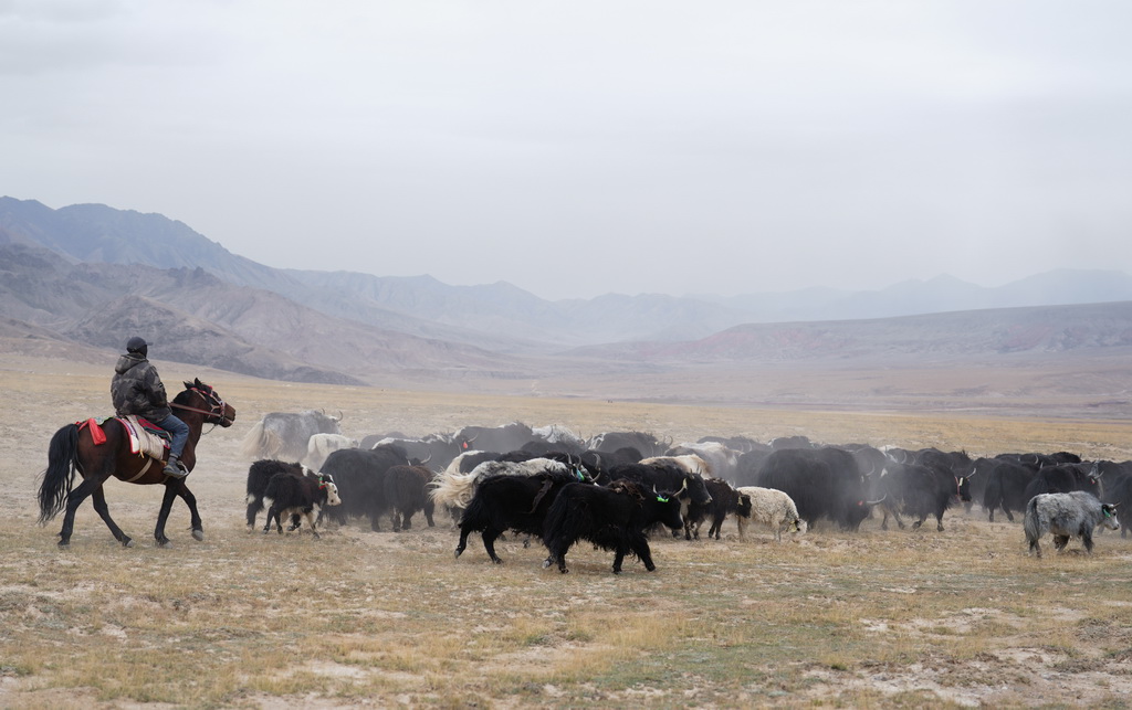 9月9日，在青海省海西蒙古族藏族自治州都蘭縣，一名牧民在轉場途中。