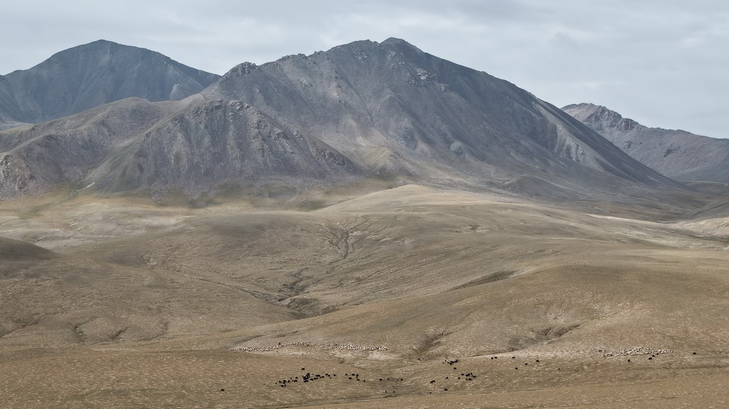 9月9日，在青海省海西蒙古族藏族自治州都蘭縣，牧民在轉場途中（無人機照片）。