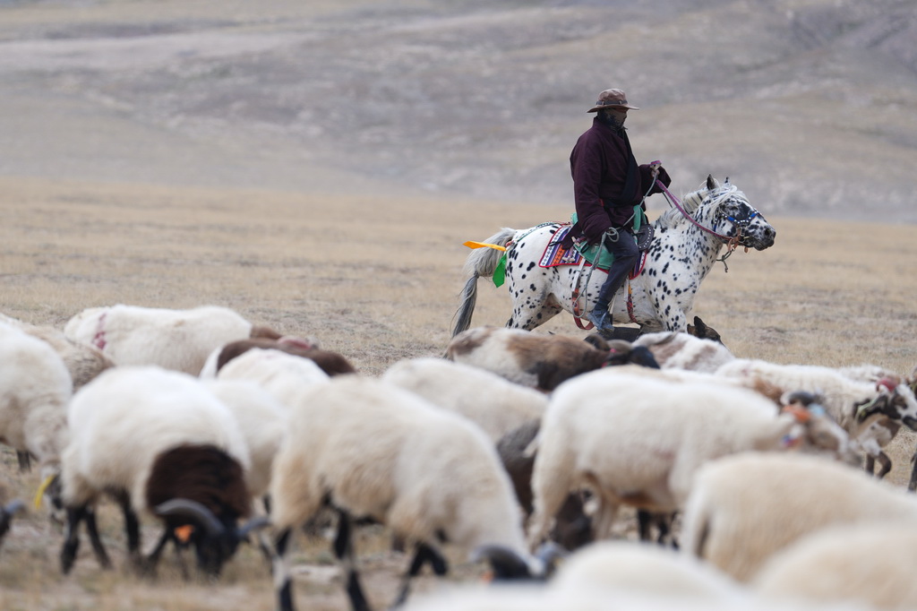 9月9日，在青海省海西蒙古族藏族自治州都蘭縣，一名牧民在轉場途中。