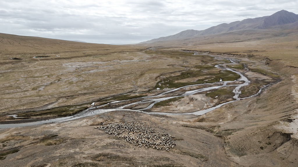 9月9日，在青海省海西蒙古族藏族自治州都蘭縣，牧民在轉場途中（無人機照片）。