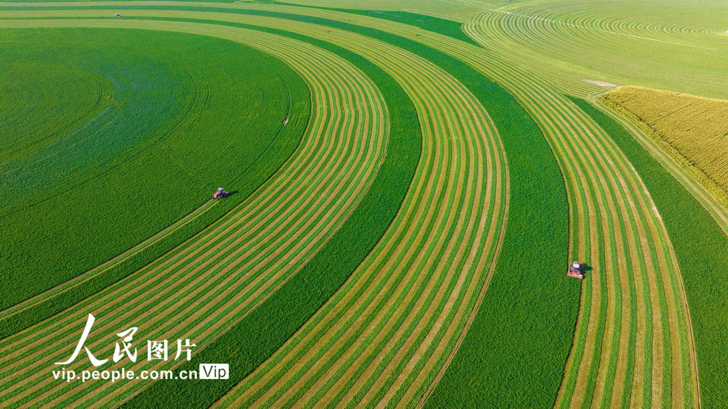 甘肅張掖：收割苜?！?】