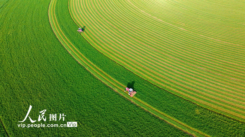 甘肅張掖：收割苜?！?】