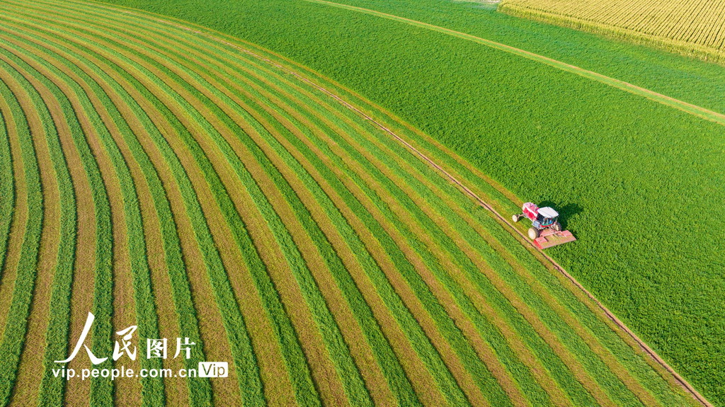 甘肅張掖:收割苜?!?】