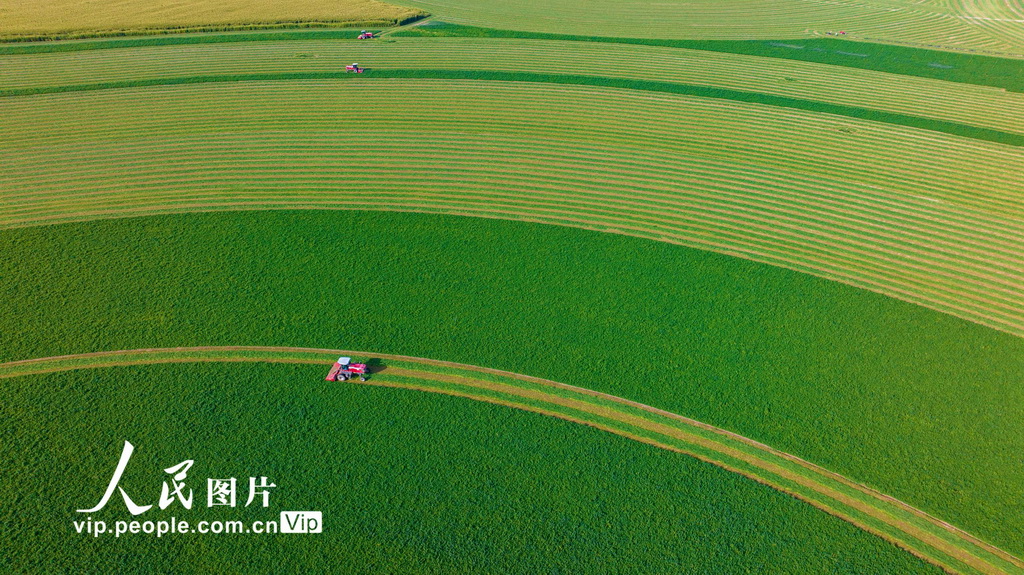 甘肅張掖：收割苜?！?】