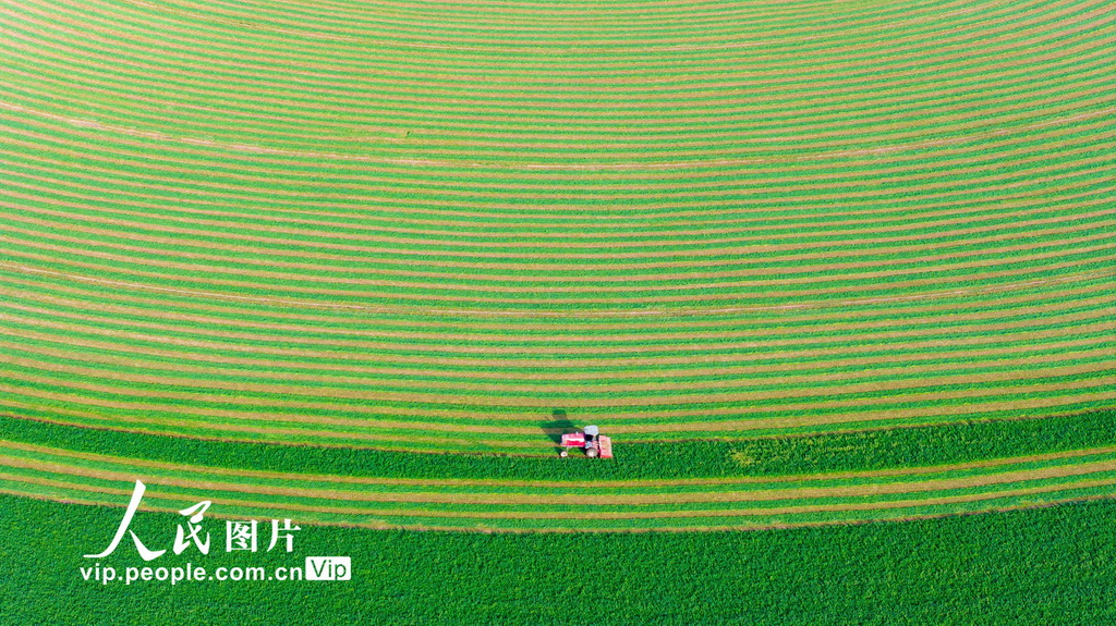 甘肅張掖：收割苜?！?】