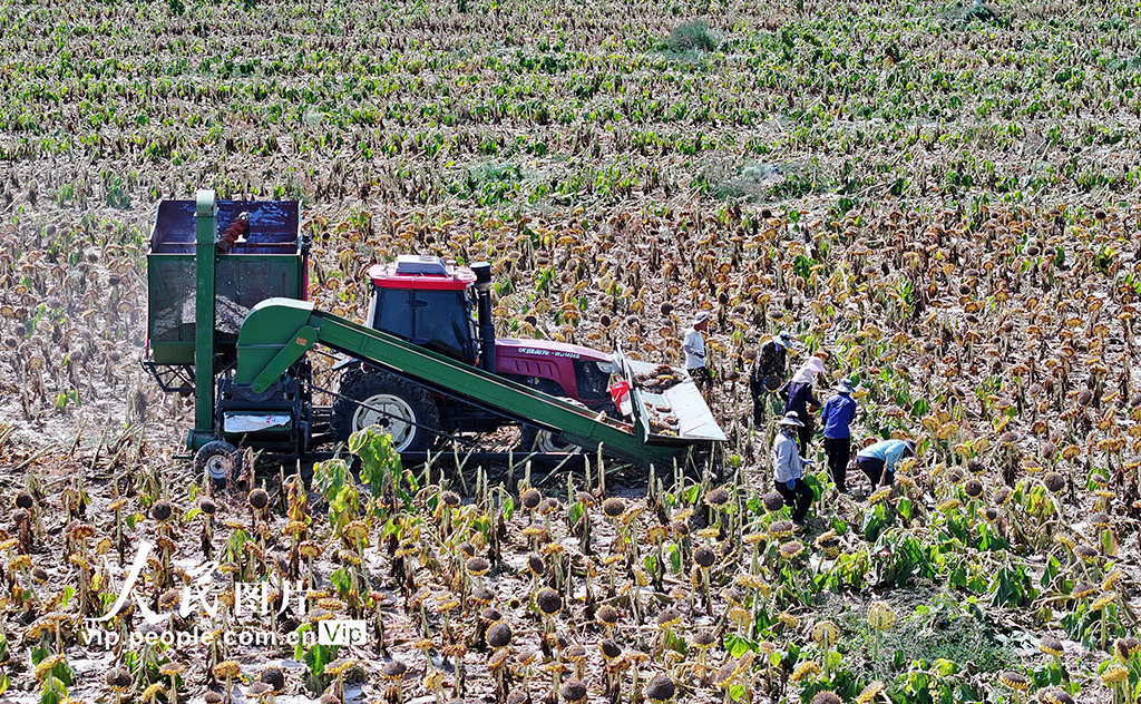 甘肅民樂:食葵迎來收獲季【3】