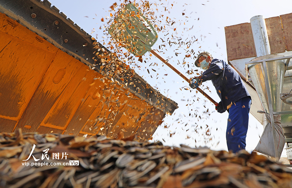 甘肅民樂:食葵迎來收獲季【4】