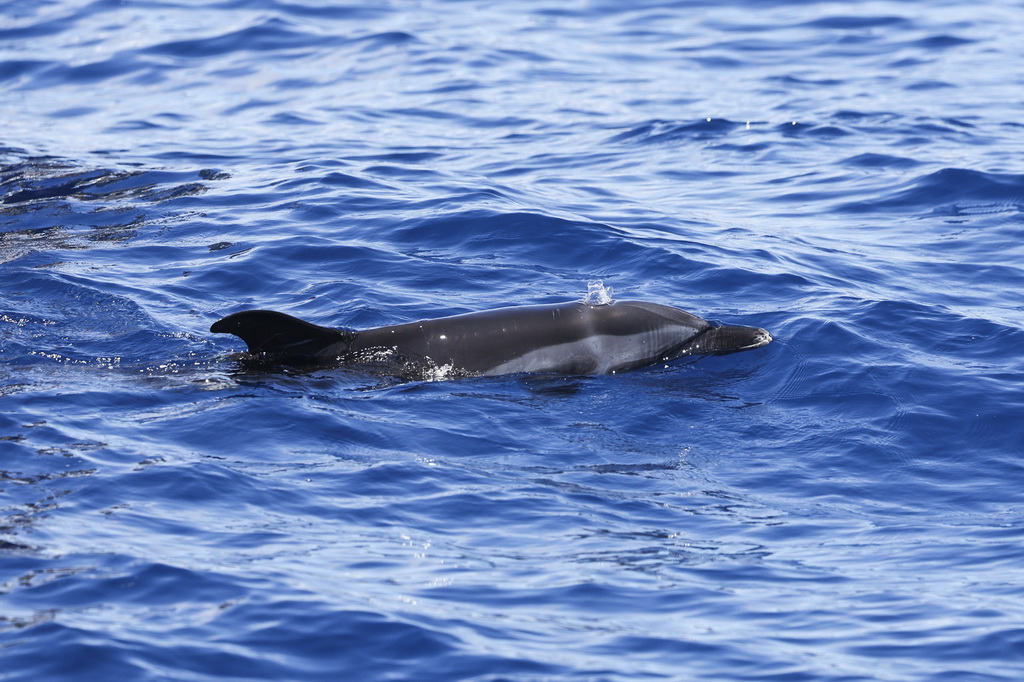 9月14日，在海南萬寧一處海域，海豚“萬萬”在大海中暢游。