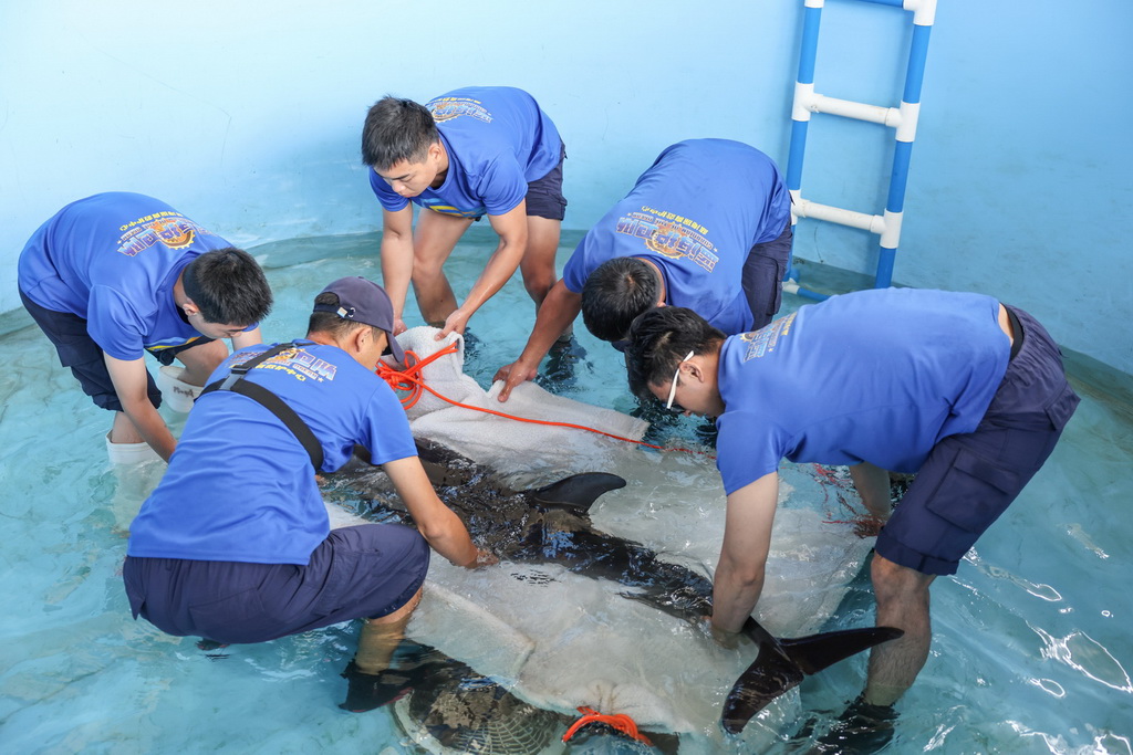 9月14日，在位于海南陵水的救助中心，救助人員將海豚“萬萬”轉移到擔架上。