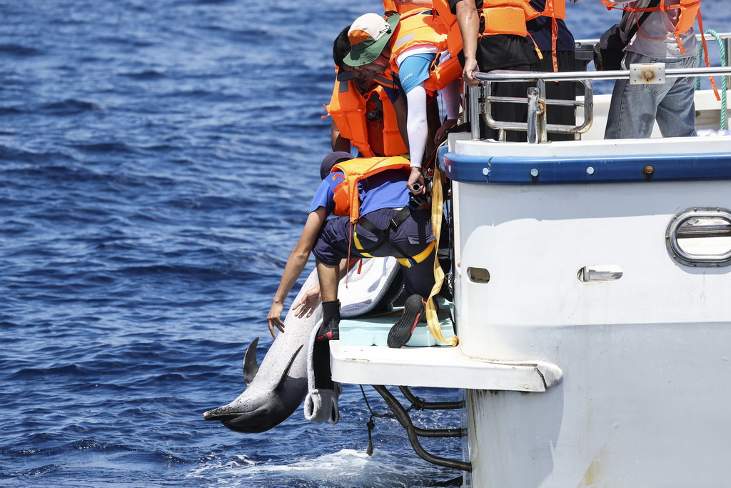 9月14日，在海南萬寧一處海域，救助人員將海豚“萬萬”放歸大海。
